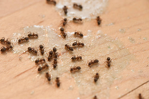 Best Affordable Exterminators  in Opp, AL